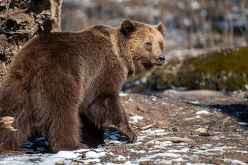 Fototapeta premium Brown bear in the forest up close. Wild animal in the natural habitat