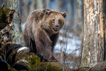 Obraz premium Brown bear in the forest up close. Wild animal in the natural habitat