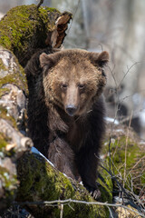 Fototapeta premium Brown bear in the forest up close. Wild animal in the natural habitat