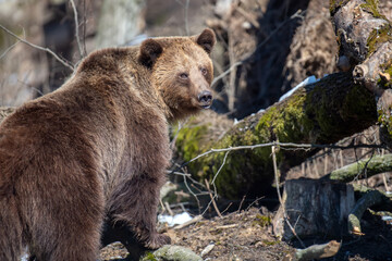 Fototapeta premium Brown bear in the forest up close. Wild animal in the natural habitat