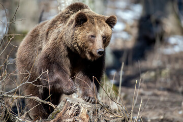 Brown bear in the forest up close. Wild animal in the natural habitat