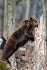 Obraz premium Brown bear in the forest up close. Wild animal in the natural habitat