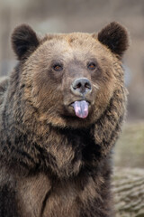 Funny portrait brown bear in the forest up close. Wild animal in the natural habitat