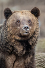 Portrait brown bear in the forest up close. Wild animal in the natural habitat