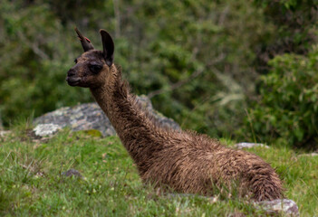 llama in the grass