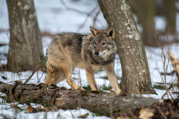 Wolf in the forest up close. Wild animal in the natural habitat