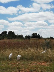 flock of white birds