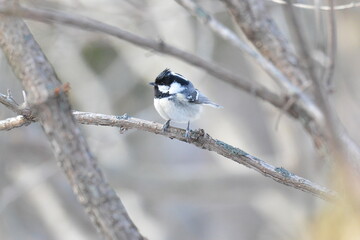 Fototapeta premium 真冬の北海道の森の中、囀るヒガラ