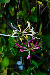Honeysuckle flower. Close up of honeysuckle flowers (Lonicera periclymenum) against a green leaf background.