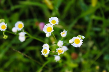 Closeup of the small white daisy flowers