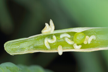 Bladder pod midge Dasineura brassicae (formerly Dasyneura) larvae in oilseed rape pod.