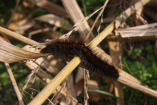 shaggy caterpillar crawling on cracked dry earth through a green blade of grass