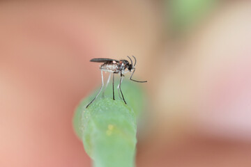 Bladder pod midge Dasineura brassicae (formerly Dasyneura) female on oilseed rape pod.