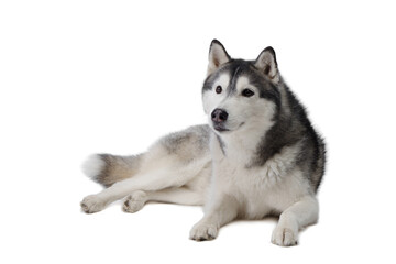 Siberian Husky dog on a white background . Obedient pet 