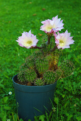 close up of three cactus flower, large flower with details