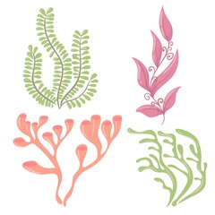 Marine plants. Seaweed. Plants for the aquarium. Vector illustration isolated on white background.