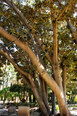 Fototapeta premium Ficus macrophylla tree in the garden