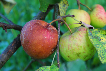 two apples side by side where one is rotten