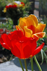 Fototapete bei efototapeten.de bestellen   