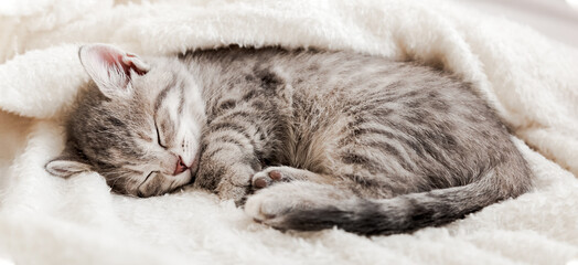 Tabby kitten sleep curled up on white soft blanket. Cat rest napping on bed. Comfortable pets sleep at cozy home. Long web banner © Beton Studio