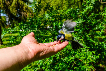 Feeding great tit birds from hand in a city park