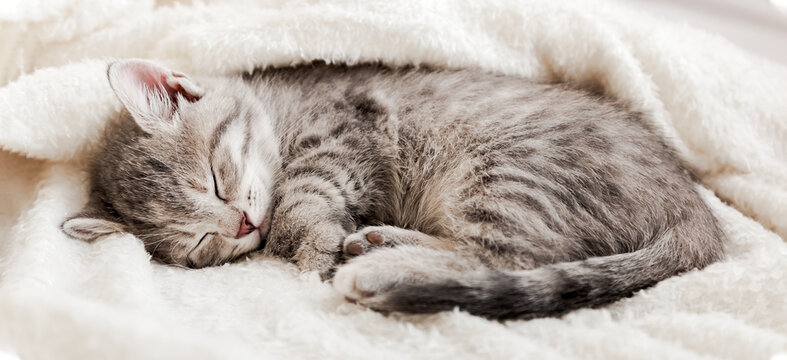 Tabby kitten sleep curled up on white soft blanket. Cat rest napping on bed. Comfortable pets sleep at cozy home. Long web banner