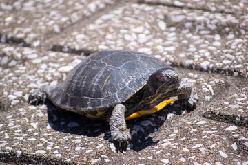 甲羅干し中のアカミミガメ