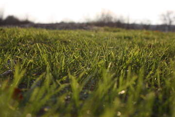 Thick fog over the river