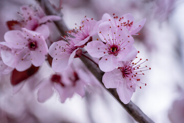 Pink Cherry flowers blooming in Winter season