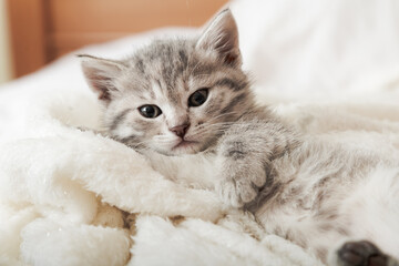 Obraz premium Cute tabby kitten portrait with paw sleeping on white soft blanket. Cat rest napping on bed. Comfortable pet sleeping in cozy home.