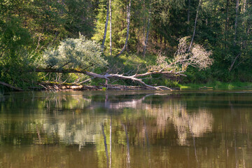 beautiful morning on the river, shore and tree reflections in the water, Gauja river, Latvia