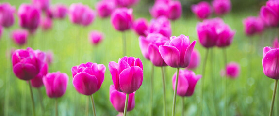 Spring fresh colored flowers background