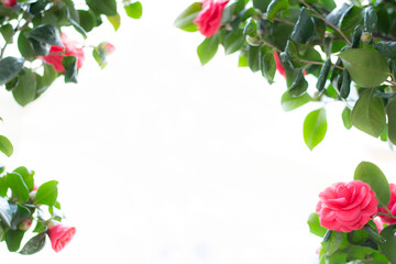 화려한 동백꽃 이미지와 카피공간