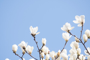 목련과 하늘과 여백