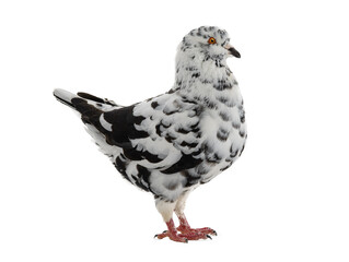 dove similar to dalmatians in color scheme isolated on white background