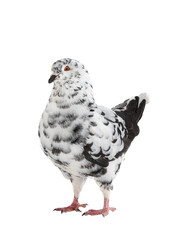 dove similar to dalmatians in color scheme isolated on white background