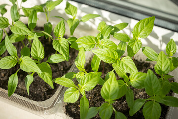 Planting seedlings. Spring work in the garden. Close-up shot of green pepper. Seedling trays.