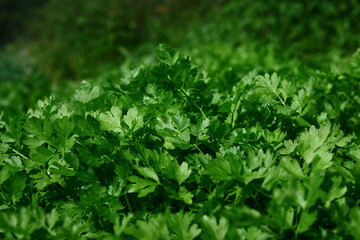 Fresh juicy parsley, natural and organic