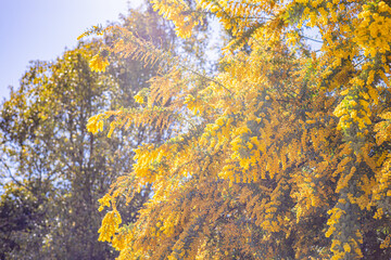 満開のミモザ　黄色い花　自然の風景　青空　快晴
