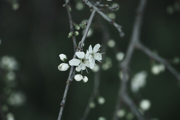 Blackthron white flowers blooming