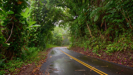 Obraz premium Panoramic landscape of the wet road in the rainforest on a rainy day in Hawaii.
