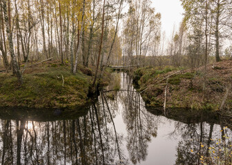 landscape with a bog ditch, colorful trees on the side of the ditch, tree trunks falling across the water, white birch trunks and yellow leaves reflected in the water of a dark bog ditch