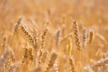 Wheat field. Ears of golden wheat. The concept of a rich harvest, agro-industrial complex, farming. golden spikelets of ripe wheat in the field close-up. blurred background. soft selective focus