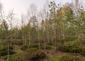 Obraz premium autumn landscape from a peat bog, vegetation characteristic of a developed bog, small deformed birches, autumn colors