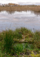 autumn landscape from the lake, colorful trees in the background, fisherman's footbridge from birch trunks in the foreground, autumn