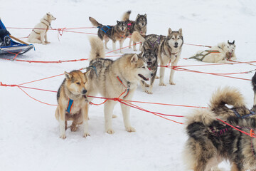 Naklejka premium Sledding with husky dogs in winter in the snow