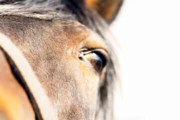 Curious horse sticks his nose into the camera lens