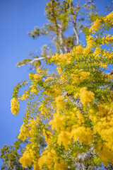 満開のミモザ　黄色い花　自然の風景　青空　快晴