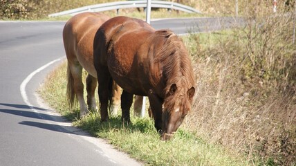 Brązowe konie pasące się przy drodze