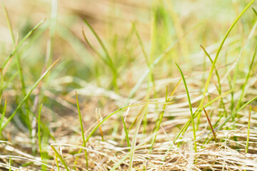 First spring grass in the sun. Awakening of nature